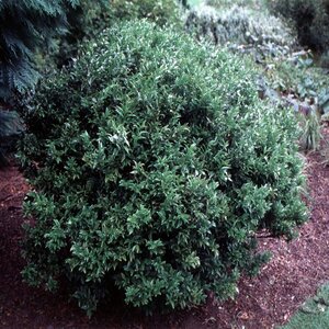 Sarcococca Confusa Sweet Box