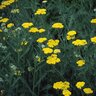 Achillea X Coronation Gold Yarrow 2 gal. Container