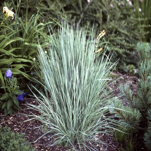 Schizachyrium Scoparium The Blues Little Bluestem Grass