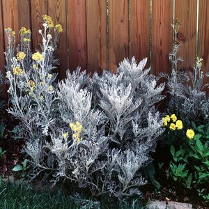 Senecio Cineraria Dusty Miller