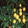 Solanum Pseudocapsicum Jerusalem Cherry