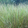 Sorghastrum Nutans Indian Steel Indian Grass