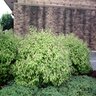 Spiraea Japonica Gold Mound Japanese Spirea