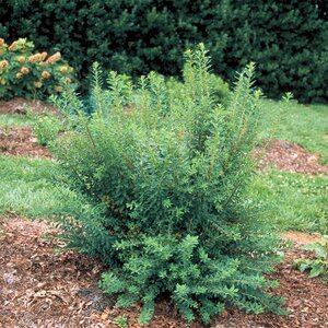 Spiraea Nipponica Snowmound Spirea