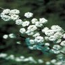 Spiraea Prunifolia Bridal Wreath Spiraea