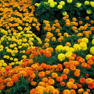 Tagetes erecta African Marigold