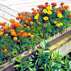 Tagetes Patula French Marigold
