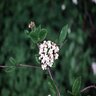Viburnum X Burkwoodii Viburnum