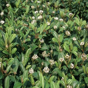 Viburnum Davidii Viburnum