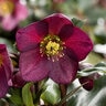 Helleborus X Brandywine Hybrids Lenten Rose 1 gal. Container