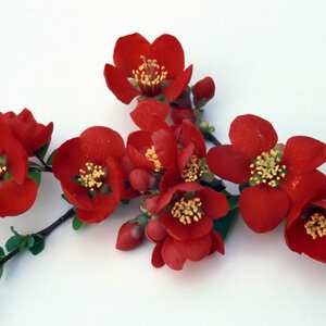 Chaenomeles x superba Crimson and Gold Flowering Quince 3 gal. Container