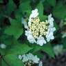 Viburnum Opulus Europeon Cranberrybush