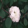 Viburnum Plicatum f. Plicatum Popcorn Doublefile Viburnum