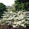 Viburnum Plicatum var. Tomentosum Shasta Doublefile Viburnum