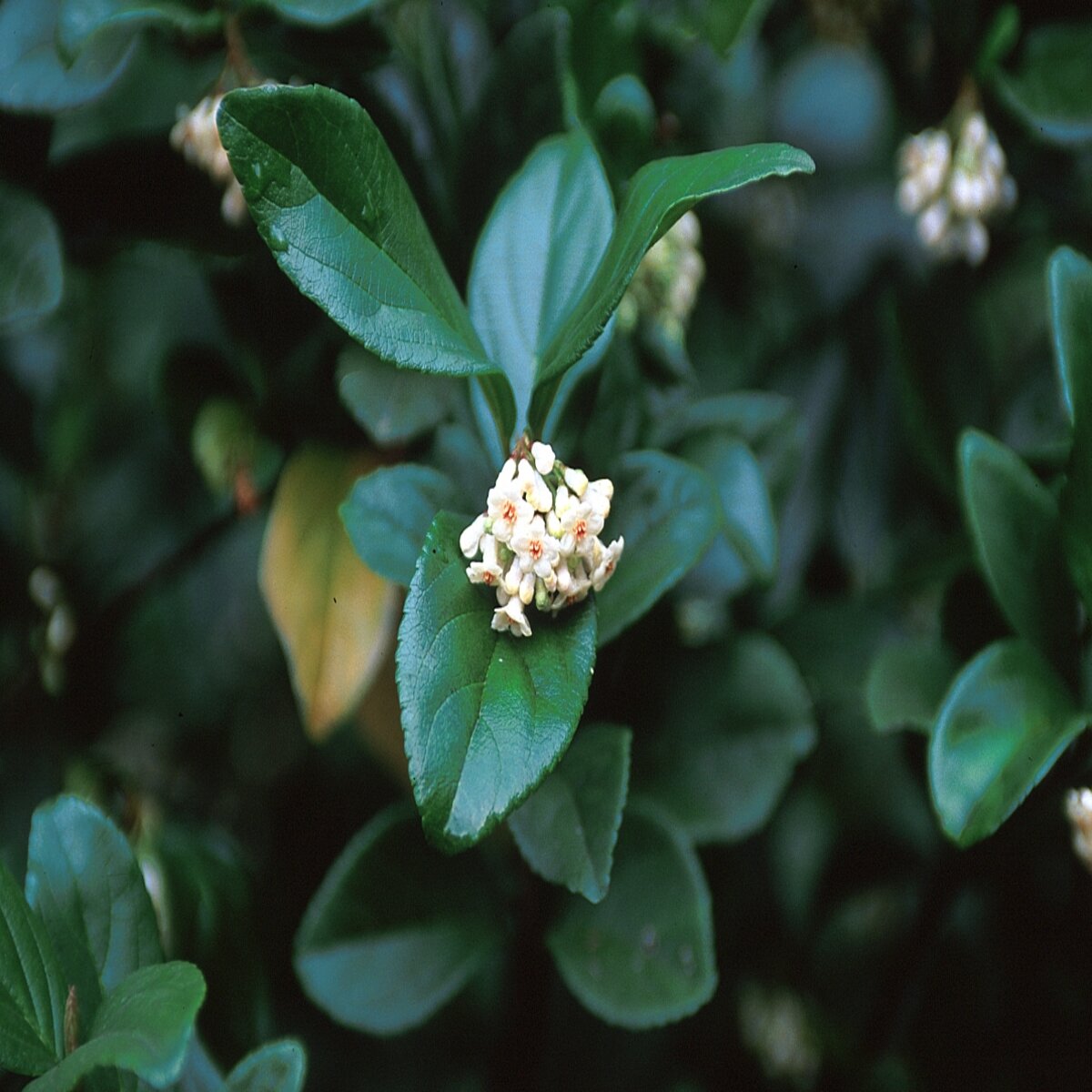 Viburnum suspensum Sandankwa Viburnum | SiteOne US