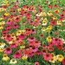 Echinacea X Cheyenne Spirit Coneflower 2 gal. Container