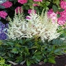 Astilbe Chinensis Vision In White Chinese Astilbe 2 gal. Container