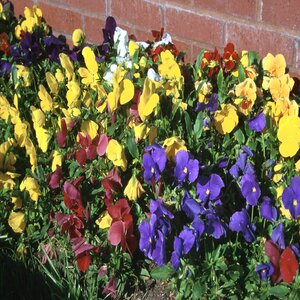 Viola X Wittrackiana Pansy