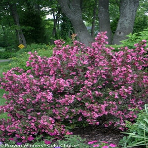 Weigela Florida Wine & Roses Weigela