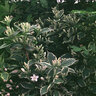 Weigela Florida Variegata Weigela