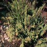 Woodwardia Fimbriata Chain Fern