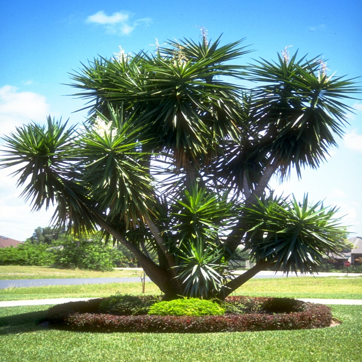 Yucca Elephantipes Spineless Yucca | SiteOne US