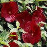 Hibiscus Moscheutos Luna Red Hardy Hibiscus 3 gal. Container