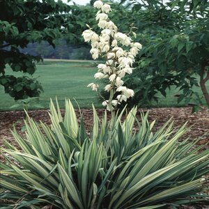 Yucca filamentosa Golden Sword Curlyleaf Yucca