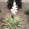Yucca Filamentosa Adams Needle