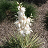Yucca Filamentosa Adams Needle