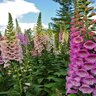 Digitalis Purpurea Foxglove 1 gal. Container