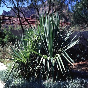 Yucca Recurvifolia Soft Leaf Yucca