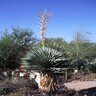 Yucca Thompsoniana Thompsons Yucca