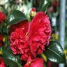 Camellia Japonica Kramers Supreme Camellia 3 gal. Container