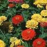 Zinnia Elegans Zinnia