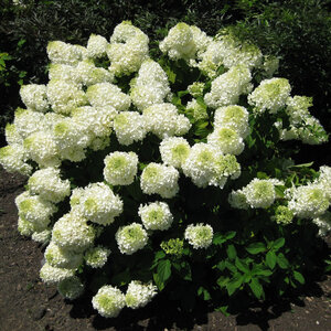 Hydrangea Paniculata Royal Star Silver Dollar Panicle Hydrangea