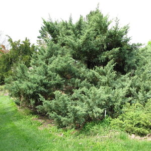 Juniperus Chinensis Hetzii Chinese Juniper 