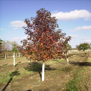 Liquidambar Styraciflua Moraine Sweetgum