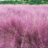 Muhlenbergia capillaris Pink Muhly Grass
