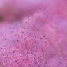Muhlenbergia capillaris Pink Muhly Grass