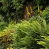 Polystichum Munitum Western Sword Fern 1 gal. Container