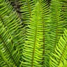 Polystichum Munitum Western Sword Fern 1 gal. Container