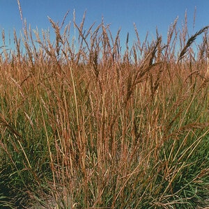 Sorghastrum Nutans Indian Grass