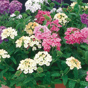 Verbena X Hybrida Vervain