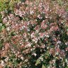 Abelia X Grandiflora Little Richard Glossy Abelia