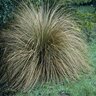 Carex Testacea New Zealand Sedge 1 gal. Container