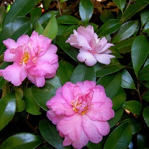 Camellia X Winters Star Camellia