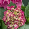 Hydrangea Macrophylla Cityline Paris Rapa Paris Proven Winners Big Leaf Hydrangea 5 gal. Container