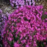 Phlox Subulata Crimson Beauty Phlox 1 gal. Container