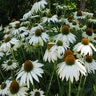 Echinacea Purpurea Happy Star Coneflower 1 gal. Container